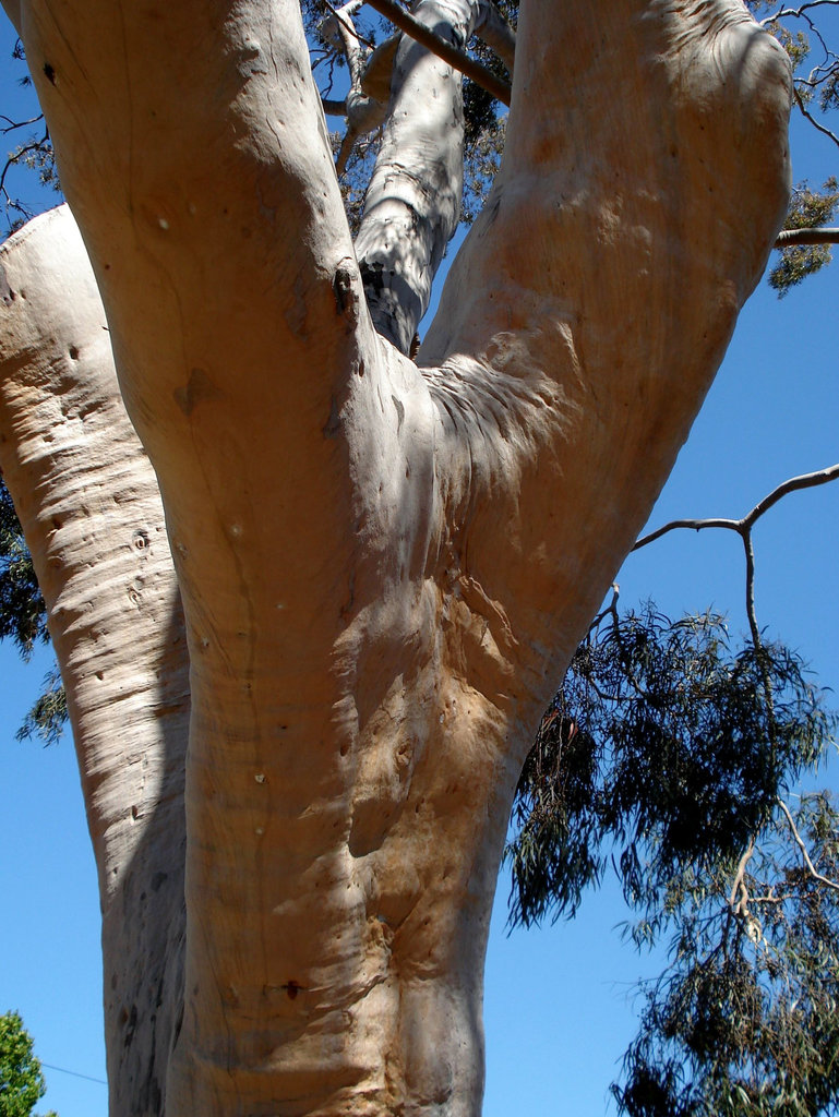 Gum tree trunk