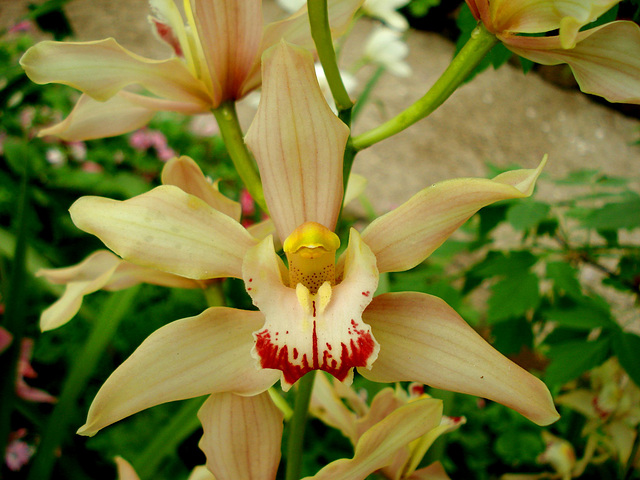 Orchid, Fitzroy Gardens conservatory