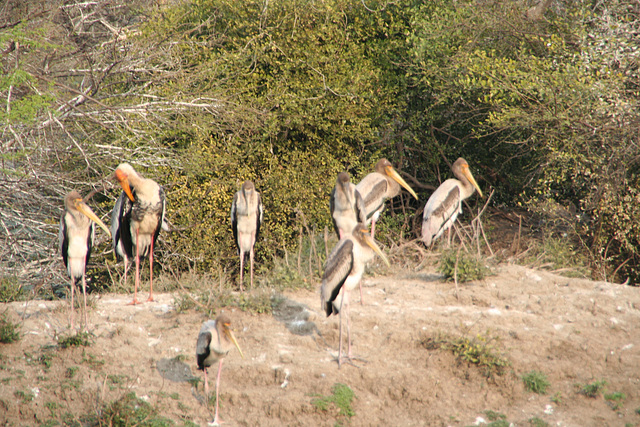 Painted Storks