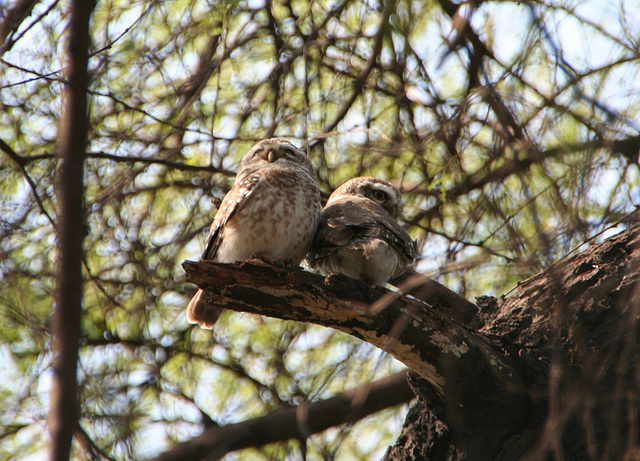 Spotted Owlets