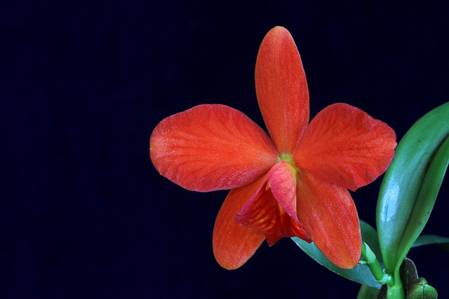 Sophrolaeliocattleya Dream Catcher