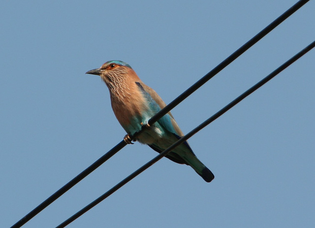 India Roller