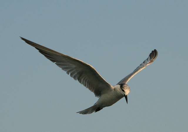 Whiskered Tern