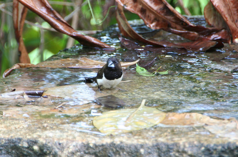 White-rumped Munnia