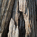 wooden posts_2