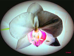 Variation sur une orchidée, 2 !