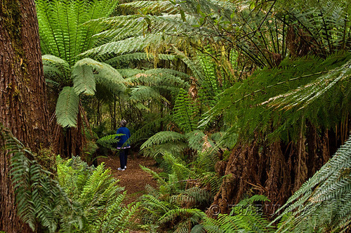 Through the Fern Forest