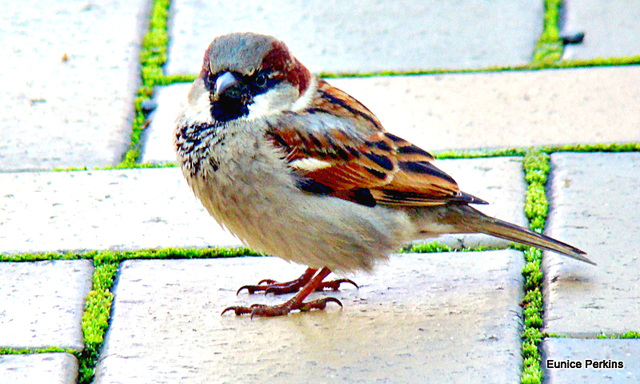 Sparrow