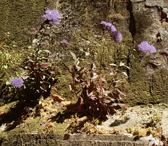 Mauerblümchen