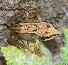 Baby Frog approx 3cm