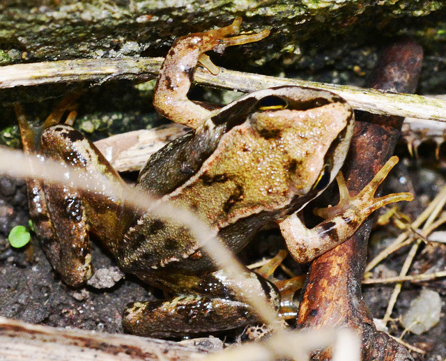 Baby Frog approx 3cm