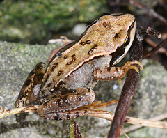 Baby Frog approx 3cm