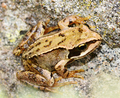 Baby Frog approx 3cm