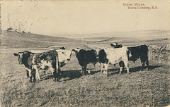 Young Bulls, Burra Country, S.A.