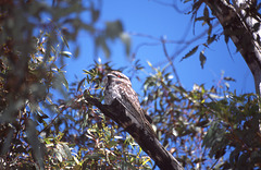 Frogmouth