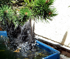 Blackbird diving... :-)) ©UdoSm
