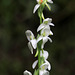 Sierra Rein Orchis