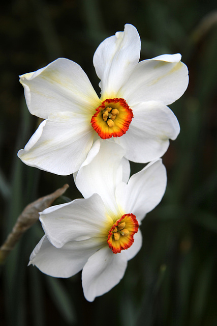 Daffodils