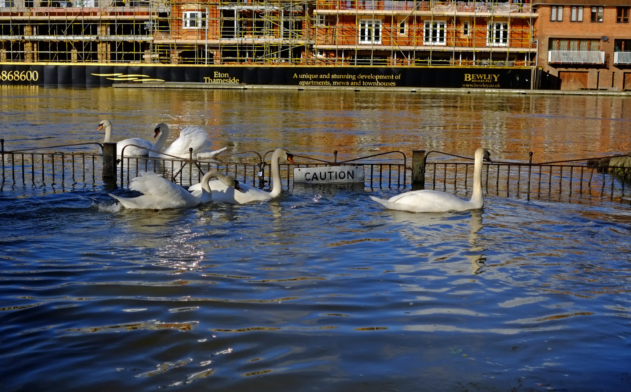 Windsor floods X-E1 New Neighbours 1