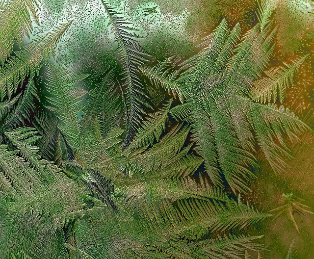 Ice ferns jan 2014 reprocessed DSC 7895b2