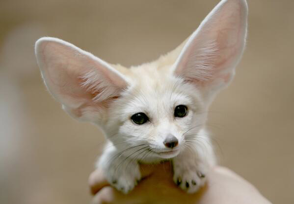 big ears