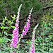 Wild foxgloves