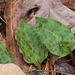 Tipularia discolor (Crane-fly orchid) leaves