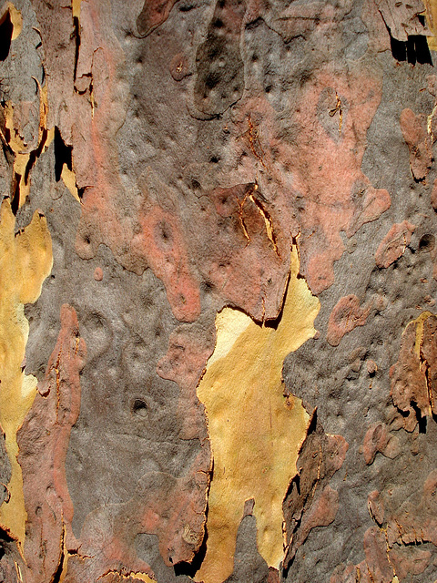 Gum tree abstract