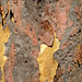 Gum tree abstract