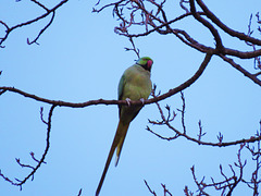 abney park cemetery parrots