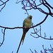 abney park cemetery parrots