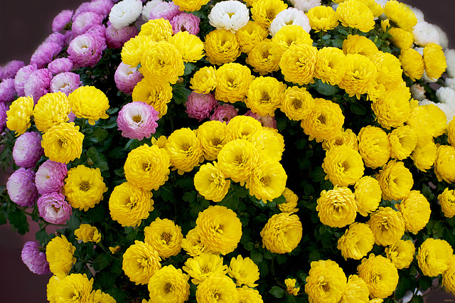 Dreifarbiger Chrysanthemen-Busch im Arbeitszimmer (4)