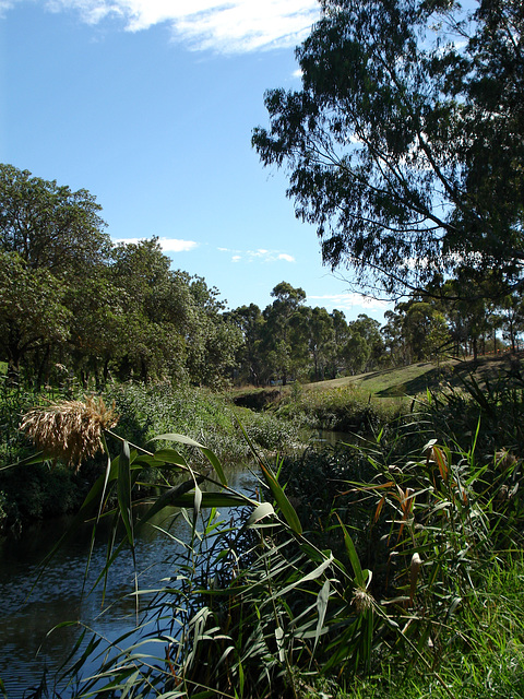 Merri Creek 2