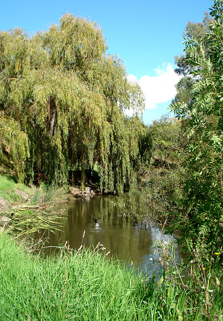 Merri Creek 3