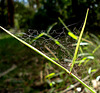 craquelure of a messy spiderweb
