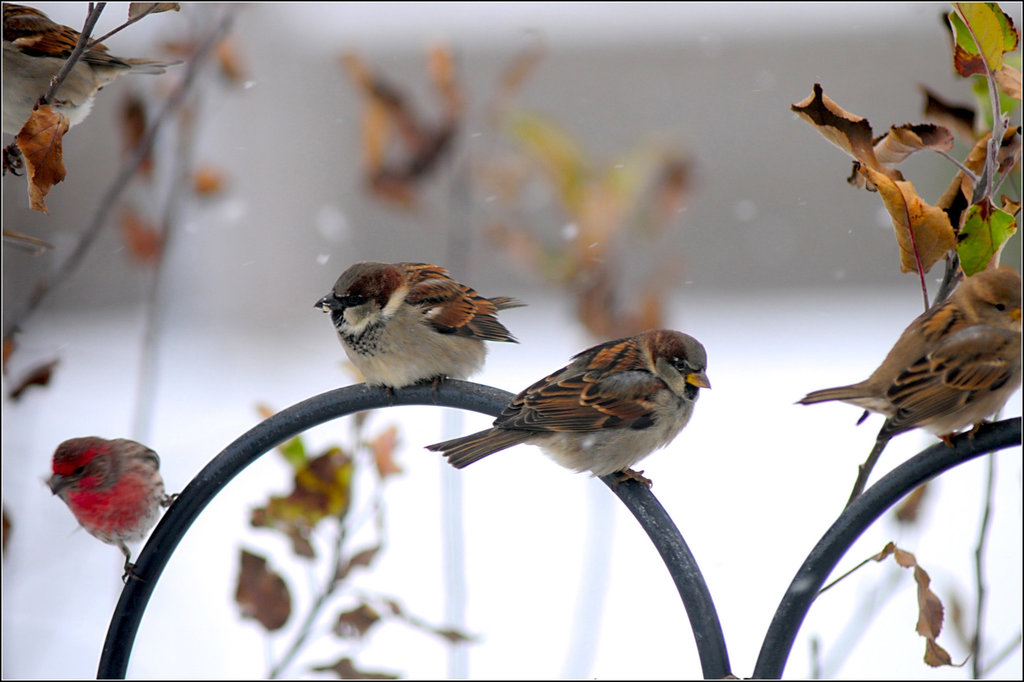 Sparrows and a House Finch