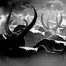 B&W horns in the dust