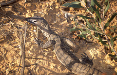 Monitor Lizard