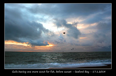 Gulls fishing - Seaford Bay - sunset - 17.1.2014