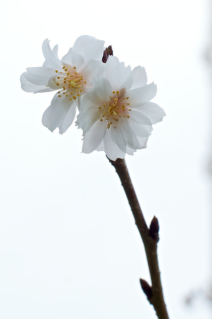 Kirschblüte vom 2. Weihnachtsfeiertag