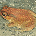 22 Duttaphrynus melanostictus (Common Toad)