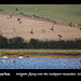 Widgeon over the Cuckmere meanders - 20.12.2013