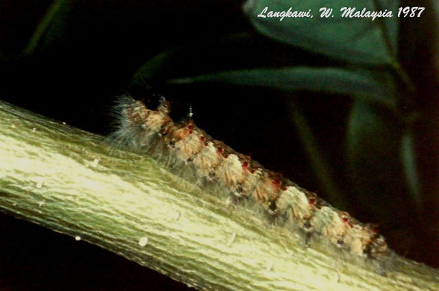 25 Langkawi Moth Caterpillar