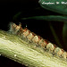 25 Langkawi Moth Caterpillar