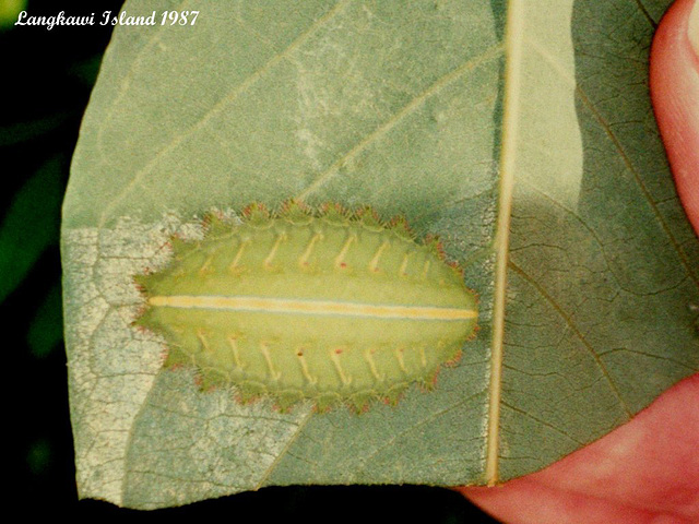 26 Langkawi "Slug" Caterpillar