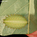 26 Langkawi "Slug" Caterpillar