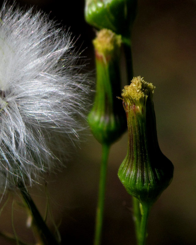 Common Sow Thistle