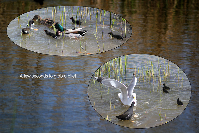 Moorhens galore 3 - a few crusts of bread are thrown