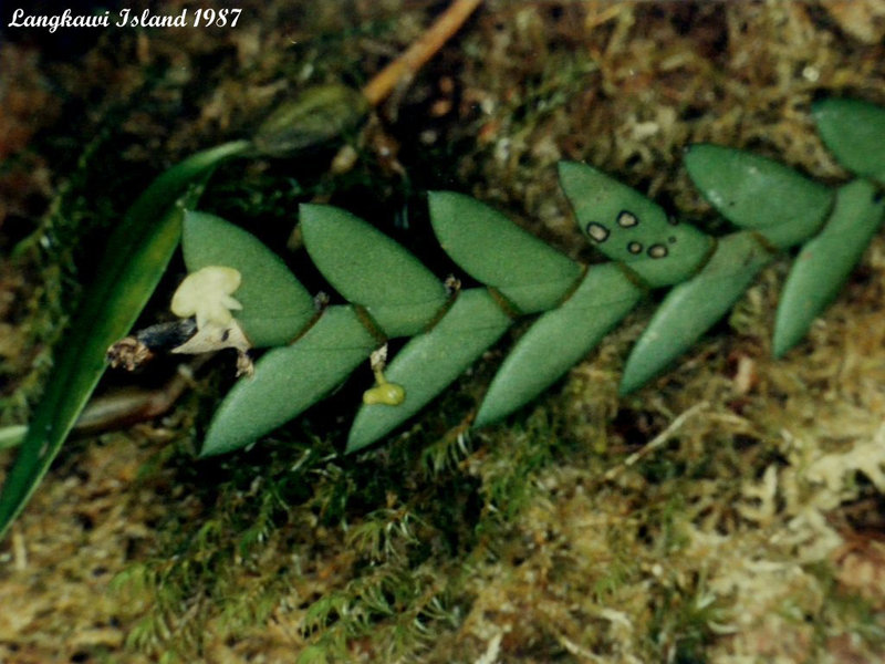 53 Gunung Raya Tiny Orchid