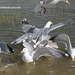 Moorhens galore 4 - but circling Herring Gulls barge in